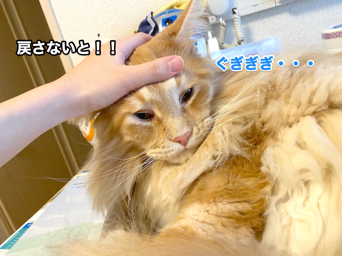 f:id:chikojirou:20200827205707j:plain