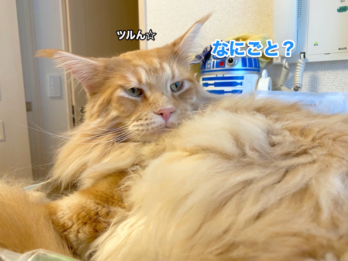 f:id:chikojirou:20200827205713j:plain