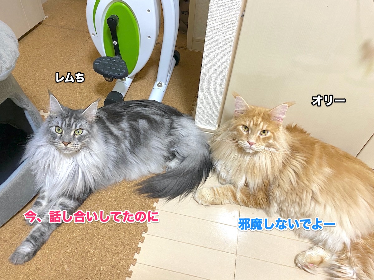f:id:chikojirou:20200830221429j:plain