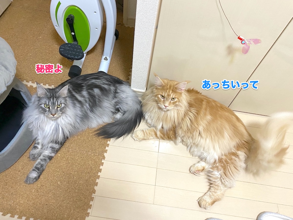 f:id:chikojirou:20200830221433j:plain