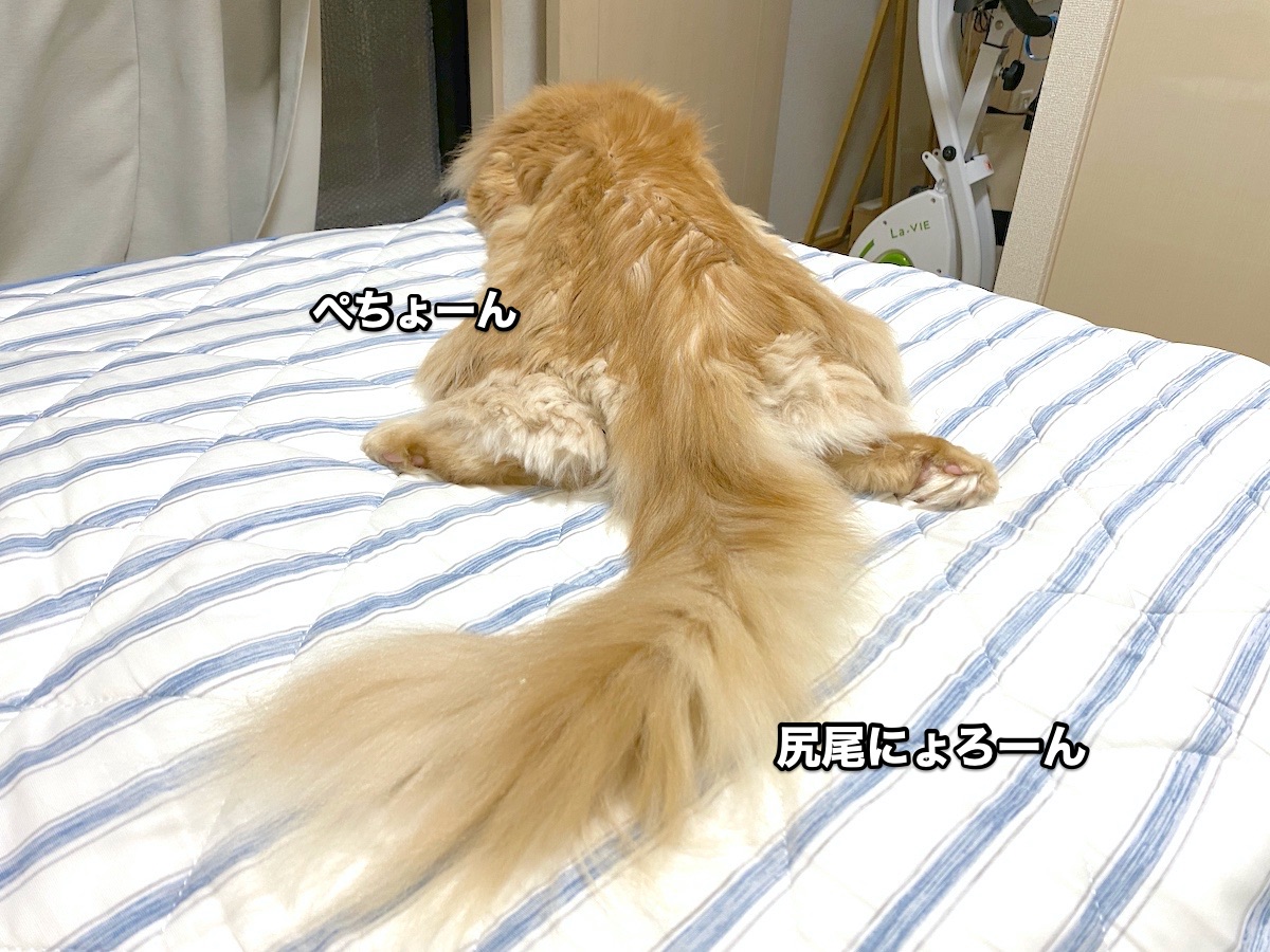 f:id:chikojirou:20200830221450j:plain