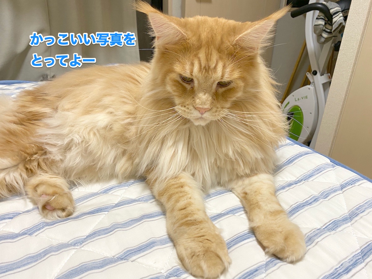 f:id:chikojirou:20200830221454j:plain