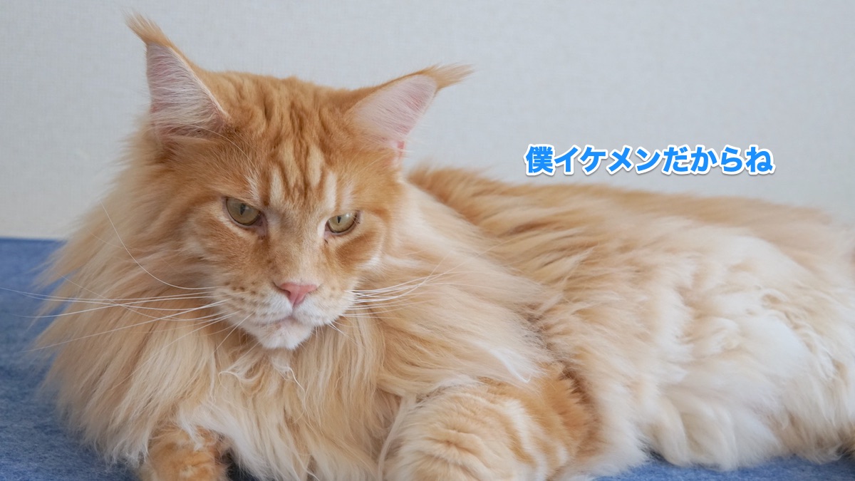 f:id:chikojirou:20200831203029j:plain