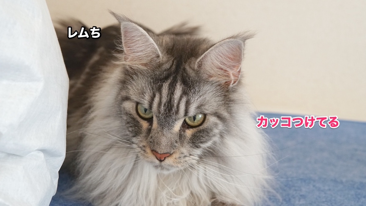 f:id:chikojirou:20200831203033j:plain