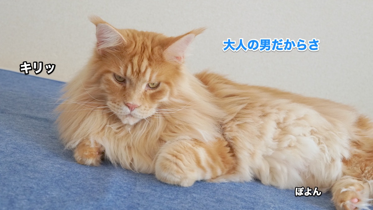 f:id:chikojirou:20200831203037j:plain