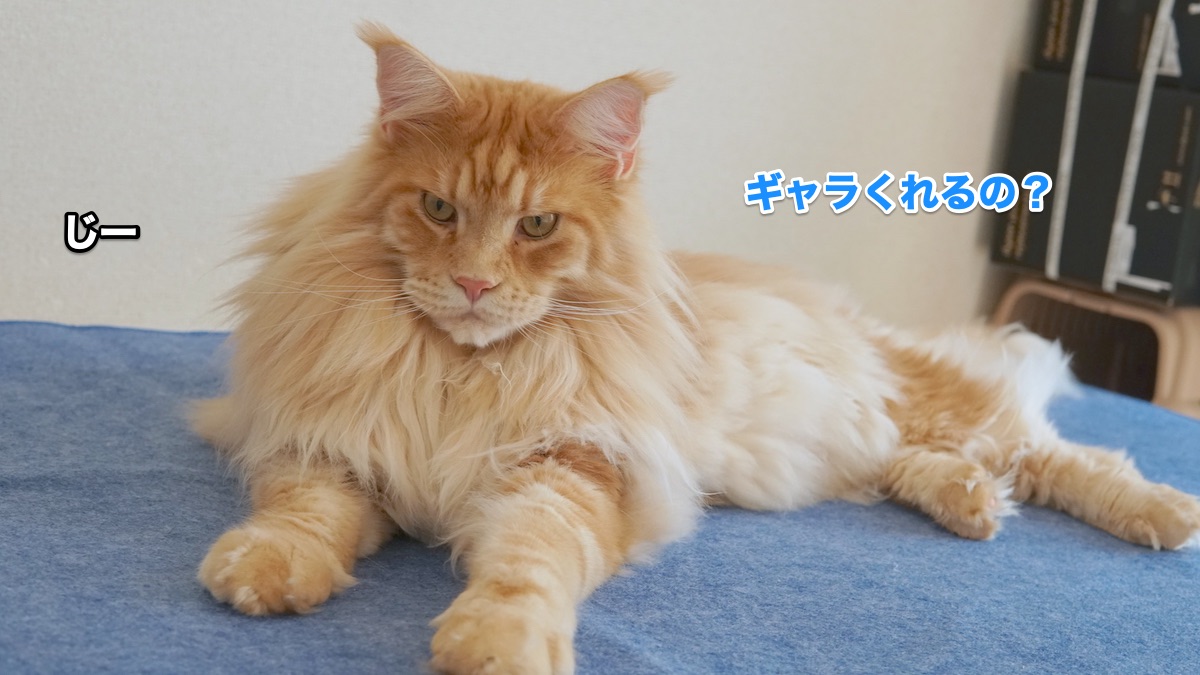 f:id:chikojirou:20200831203041j:plain