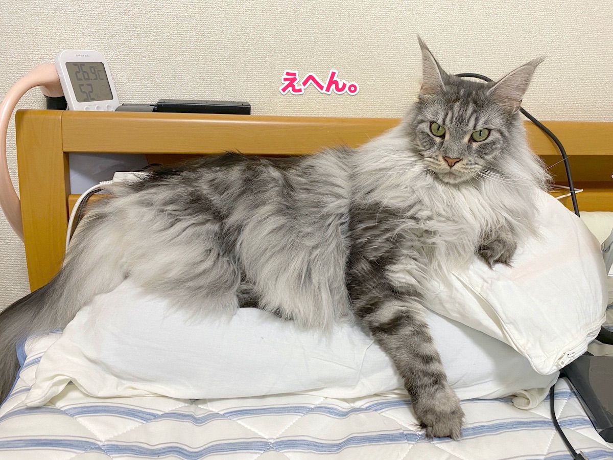 f:id:chikojirou:20200831203044j:plain