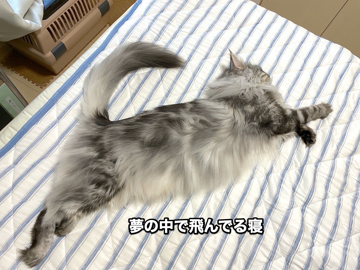 f:id:chikojirou:20200831203058j:plain