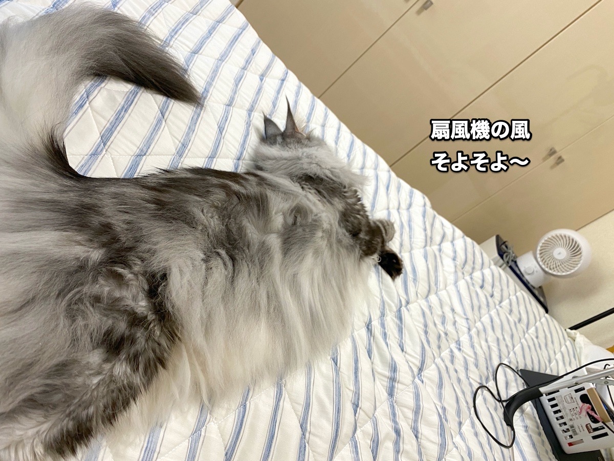f:id:chikojirou:20200831203103j:plain