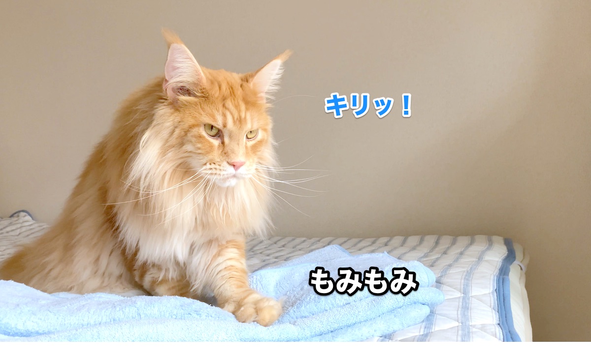 f:id:chikojirou:20200901220932j:plain