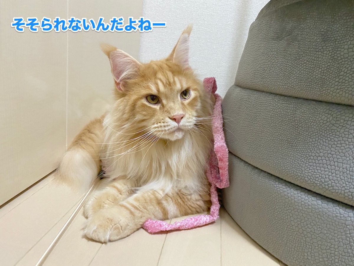 f:id:chikojirou:20200902203710j:plain