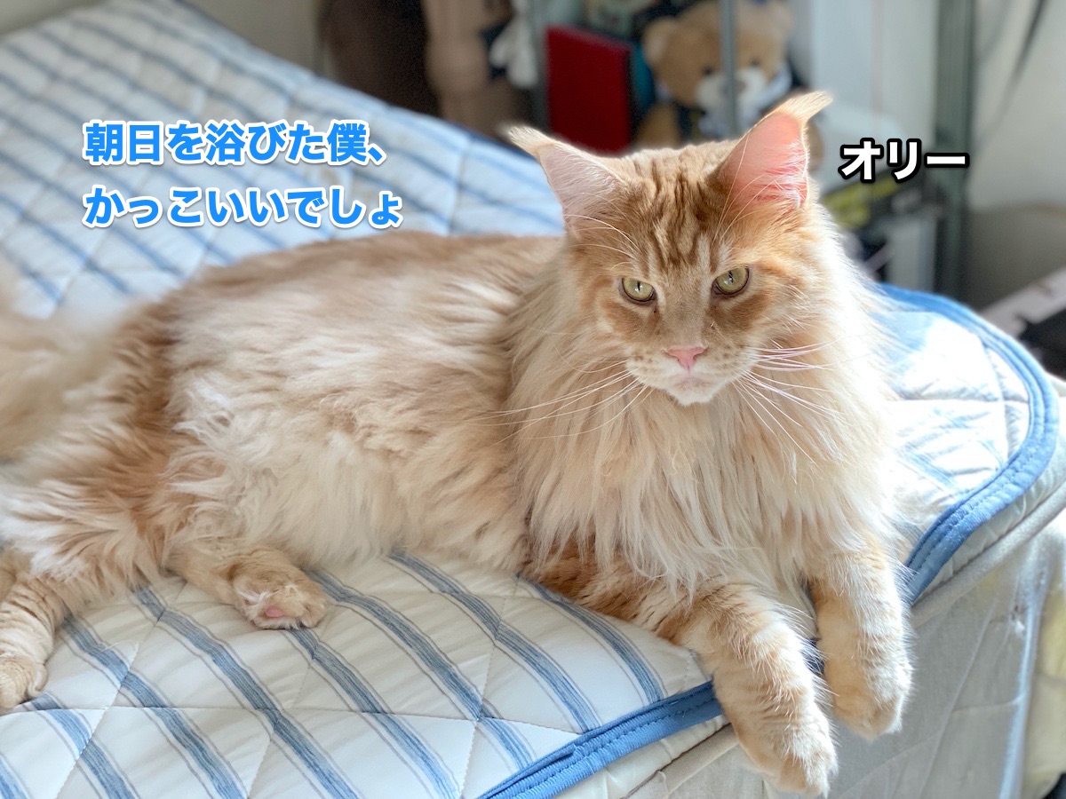 f:id:chikojirou:20200903210200j:plain