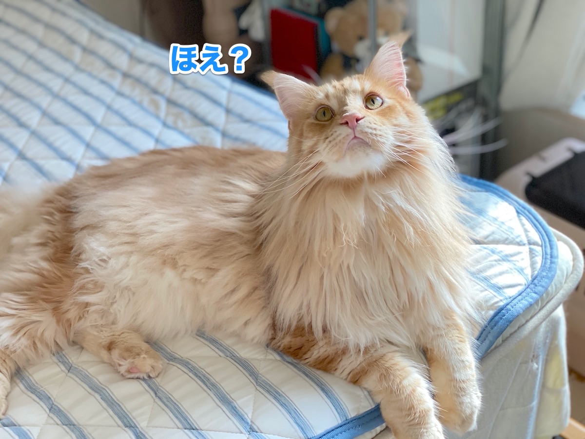 f:id:chikojirou:20200903210204j:plain
