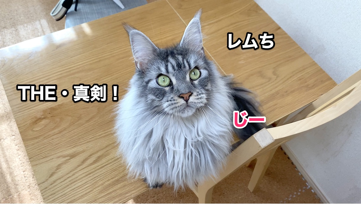 f:id:chikojirou:20200903210213j:plain