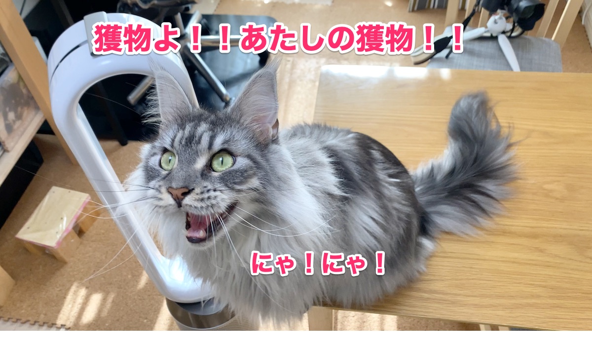 f:id:chikojirou:20200903210215j:plain