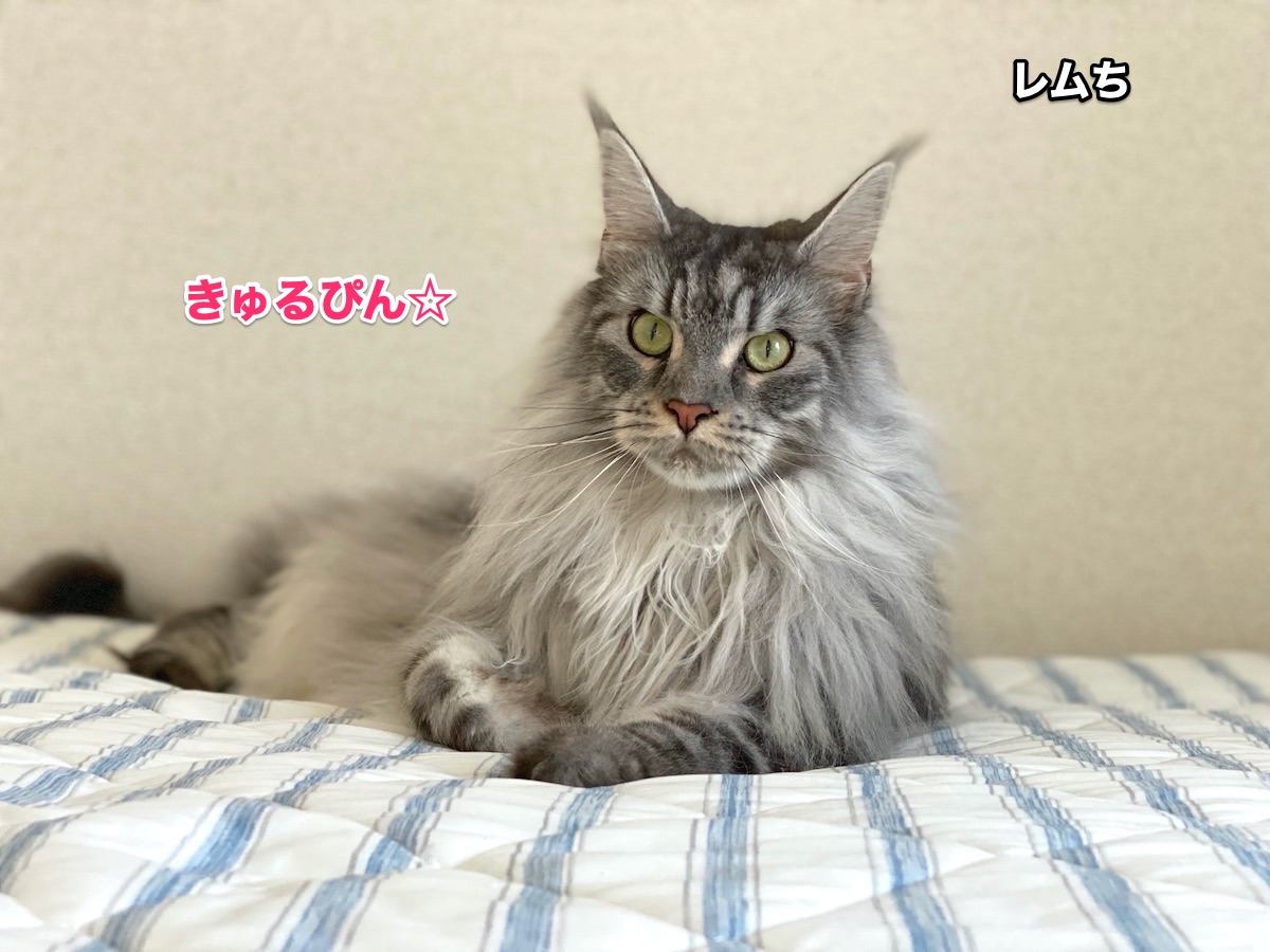 f:id:chikojirou:20200905201940j:plain