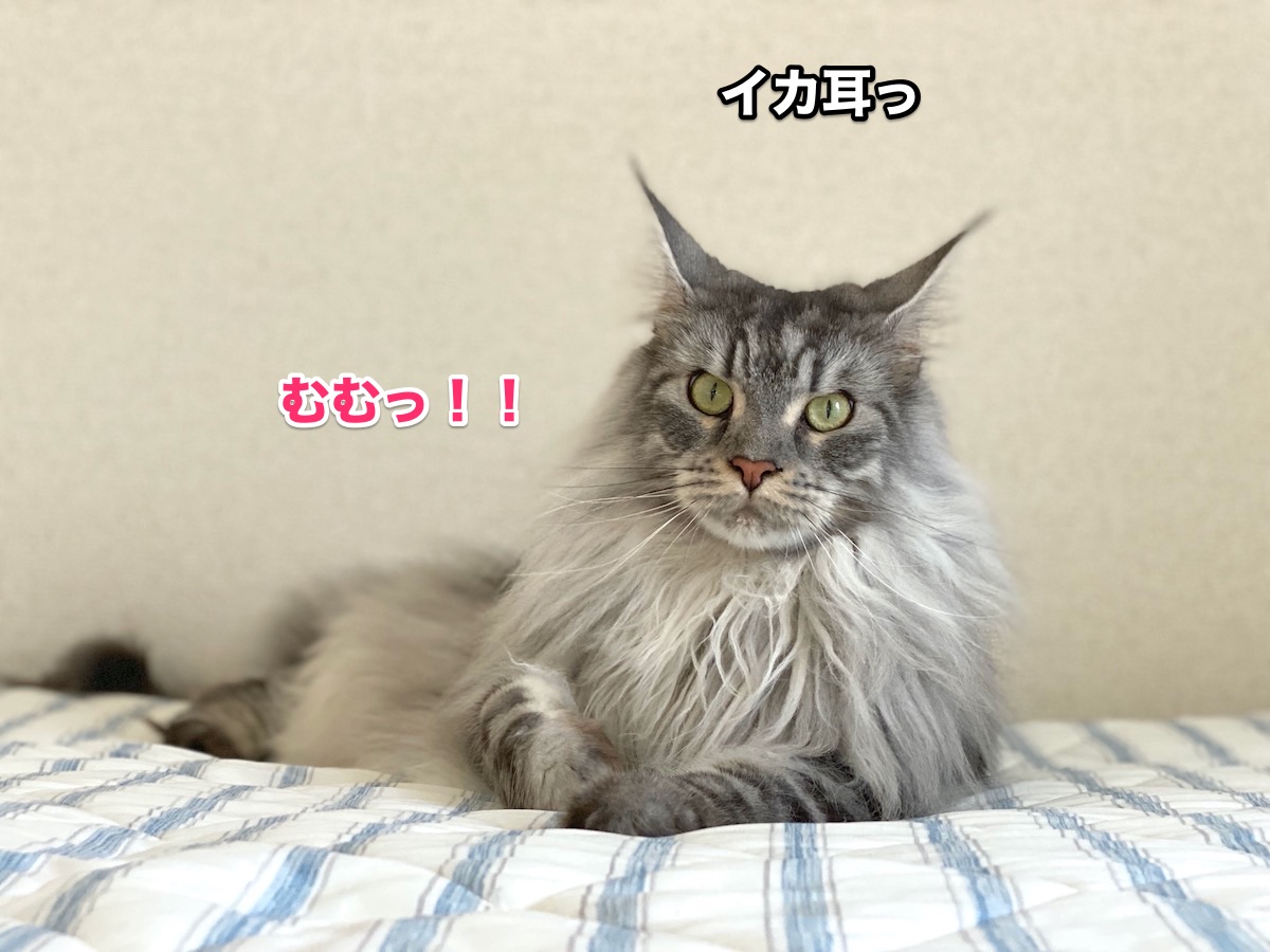 f:id:chikojirou:20200905201944j:plain