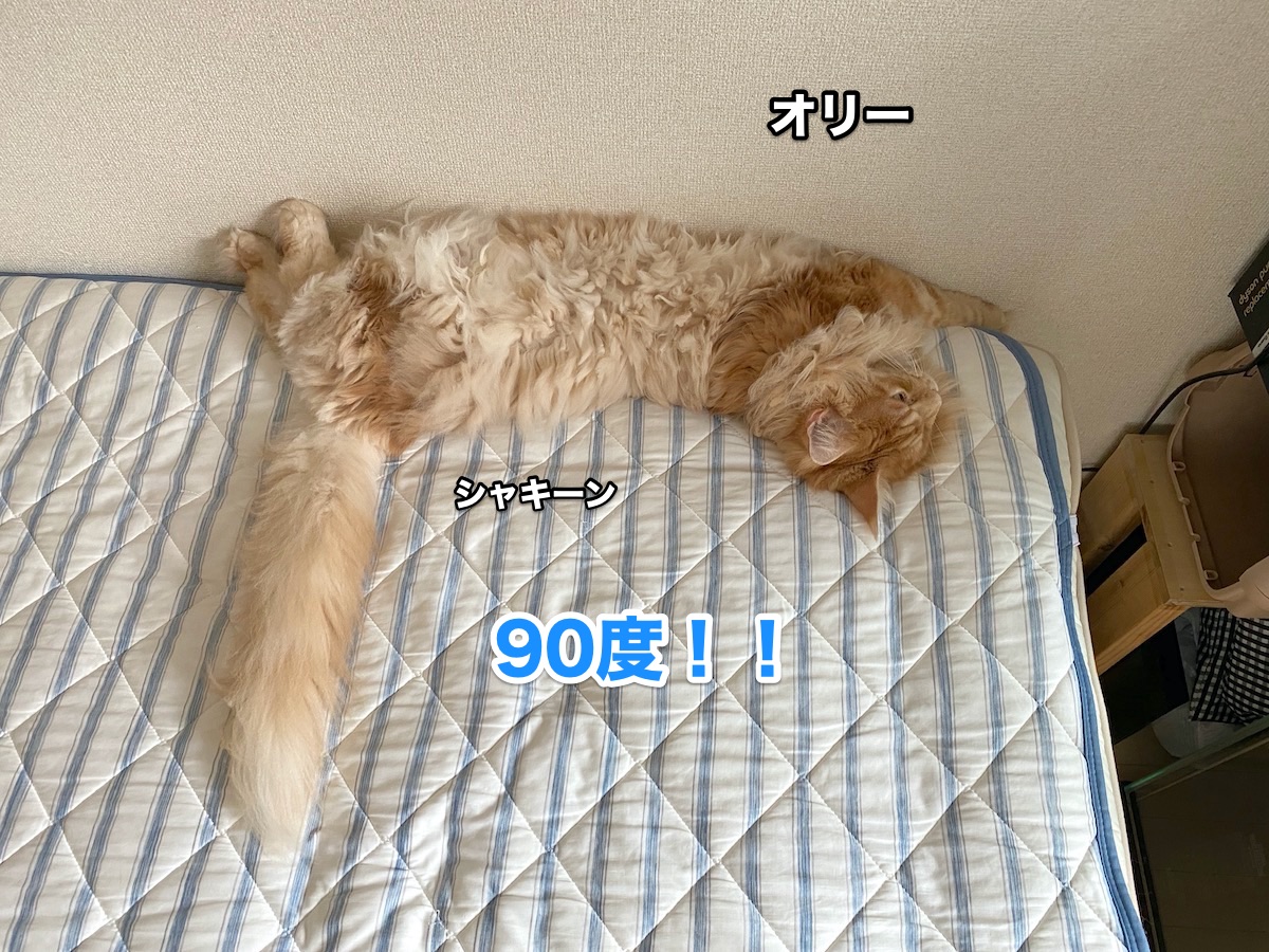 f:id:chikojirou:20200905201949j:plain