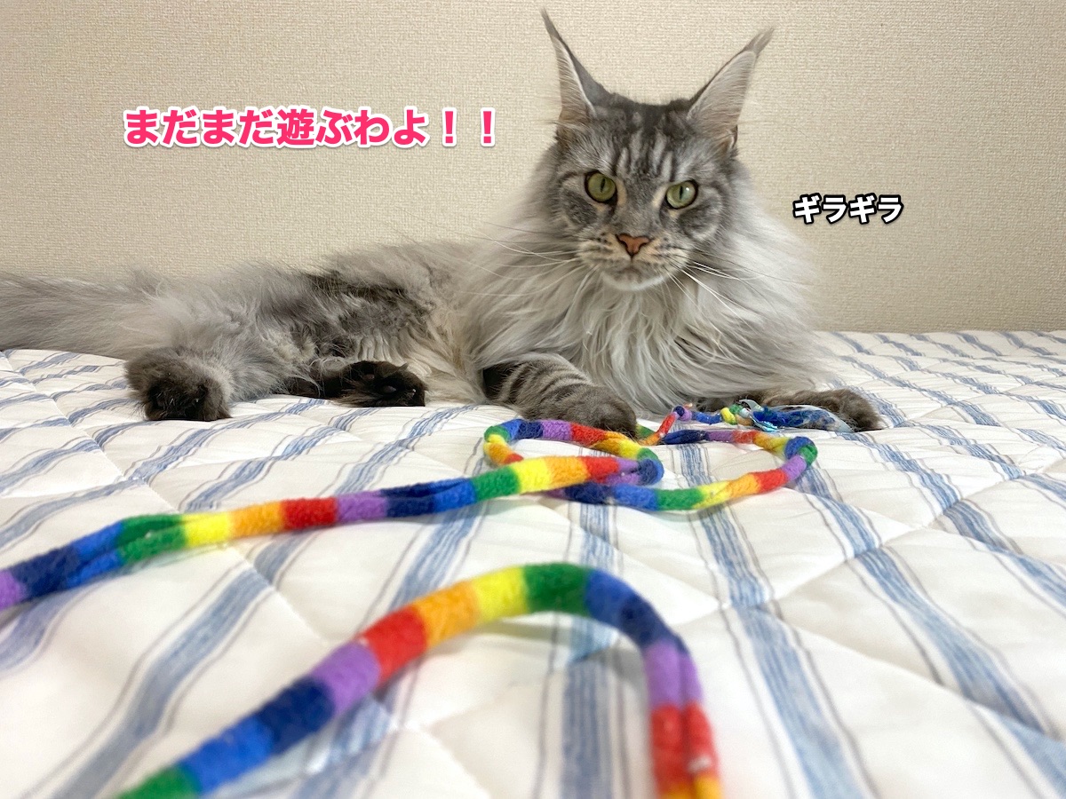 f:id:chikojirou:20200905201957j:plain