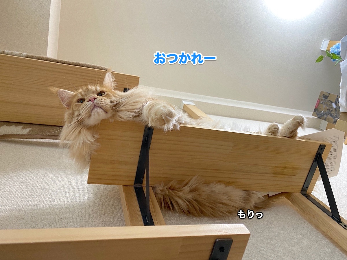 f:id:chikojirou:20200905202000j:plain