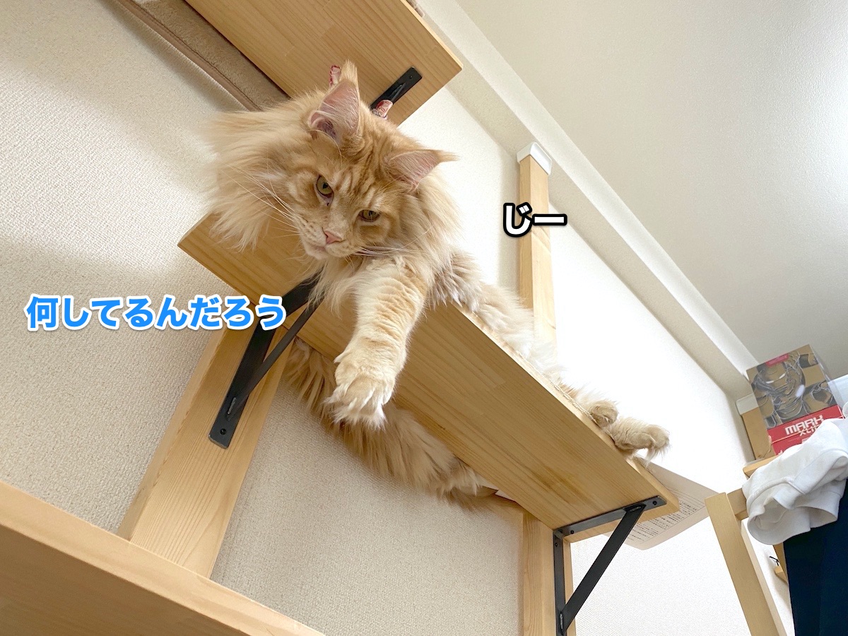 f:id:chikojirou:20200905202003j:plain