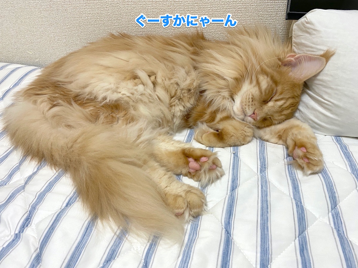 f:id:chikojirou:20200905202007j:plain
