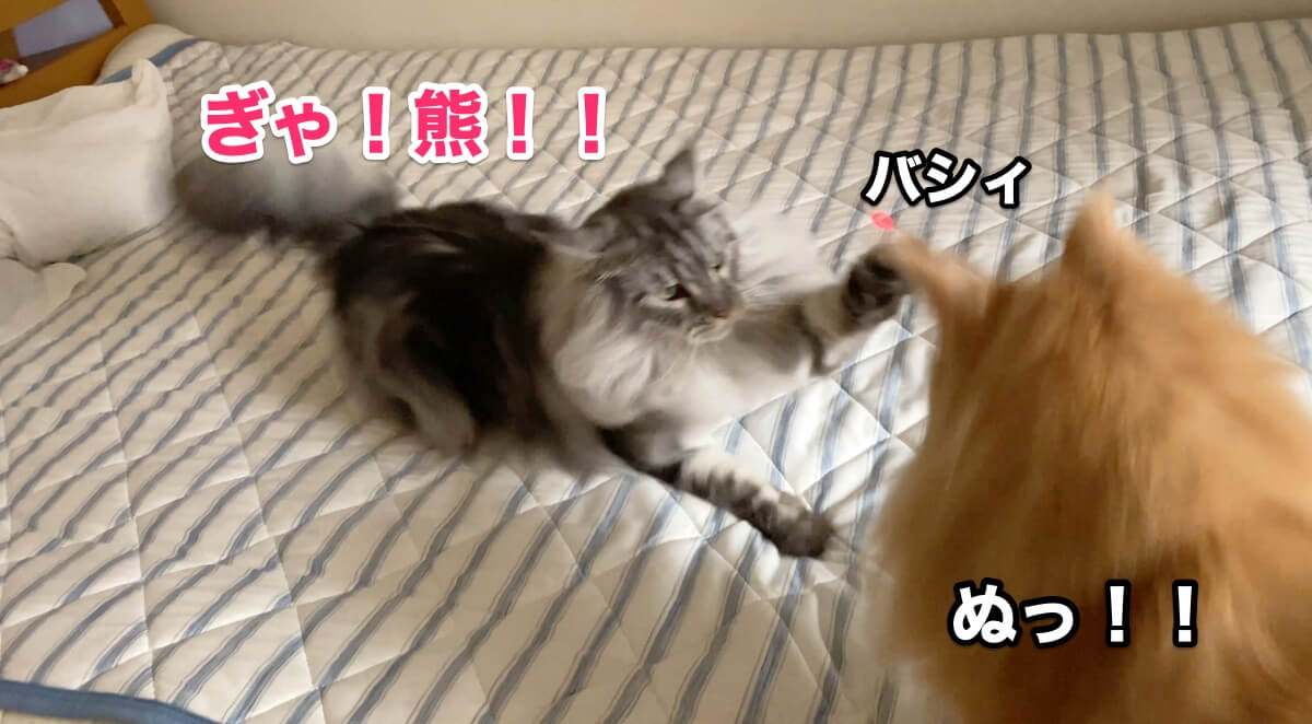 走るレムちと走るオリー メインクーンのオリーとレムち