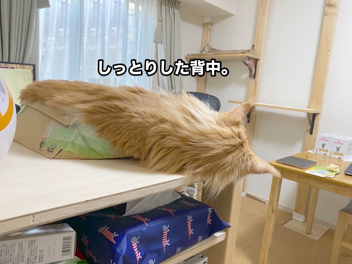 f:id:chikojirou:20200907204334j:plain