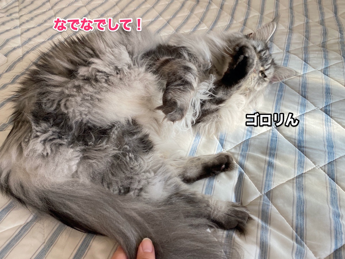 f:id:chikojirou:20200909204655j:plain