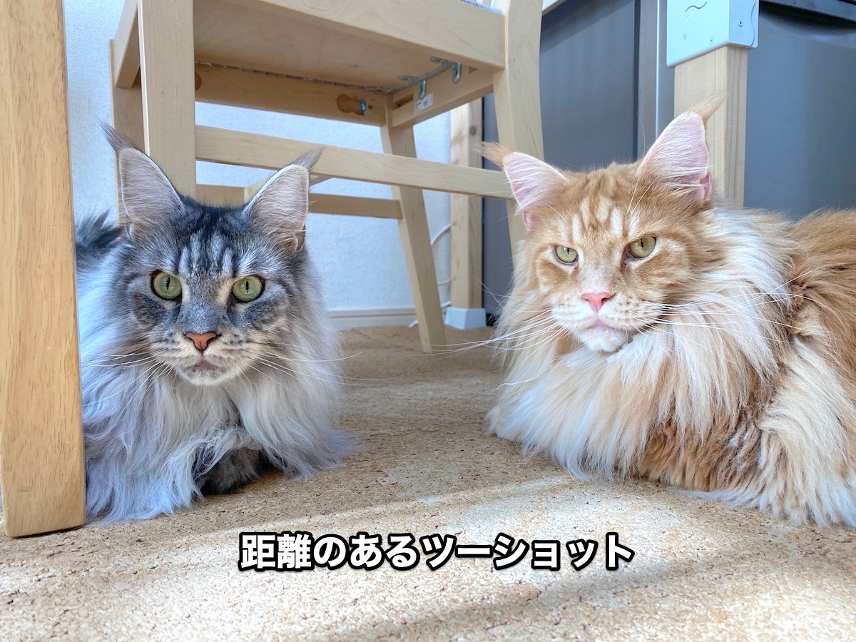 f:id:chikojirou:20200909204706j:plain