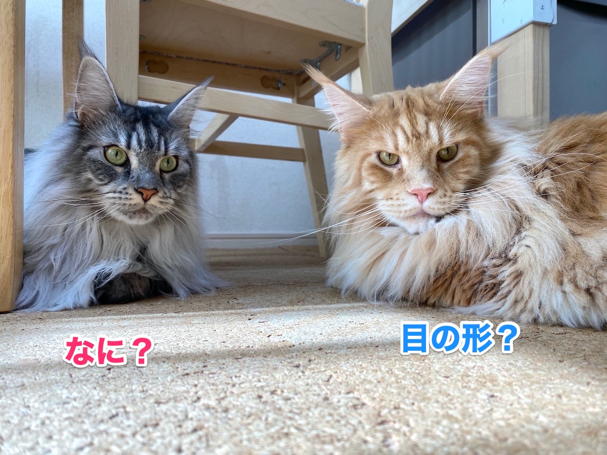 f:id:chikojirou:20200909204710j:plain