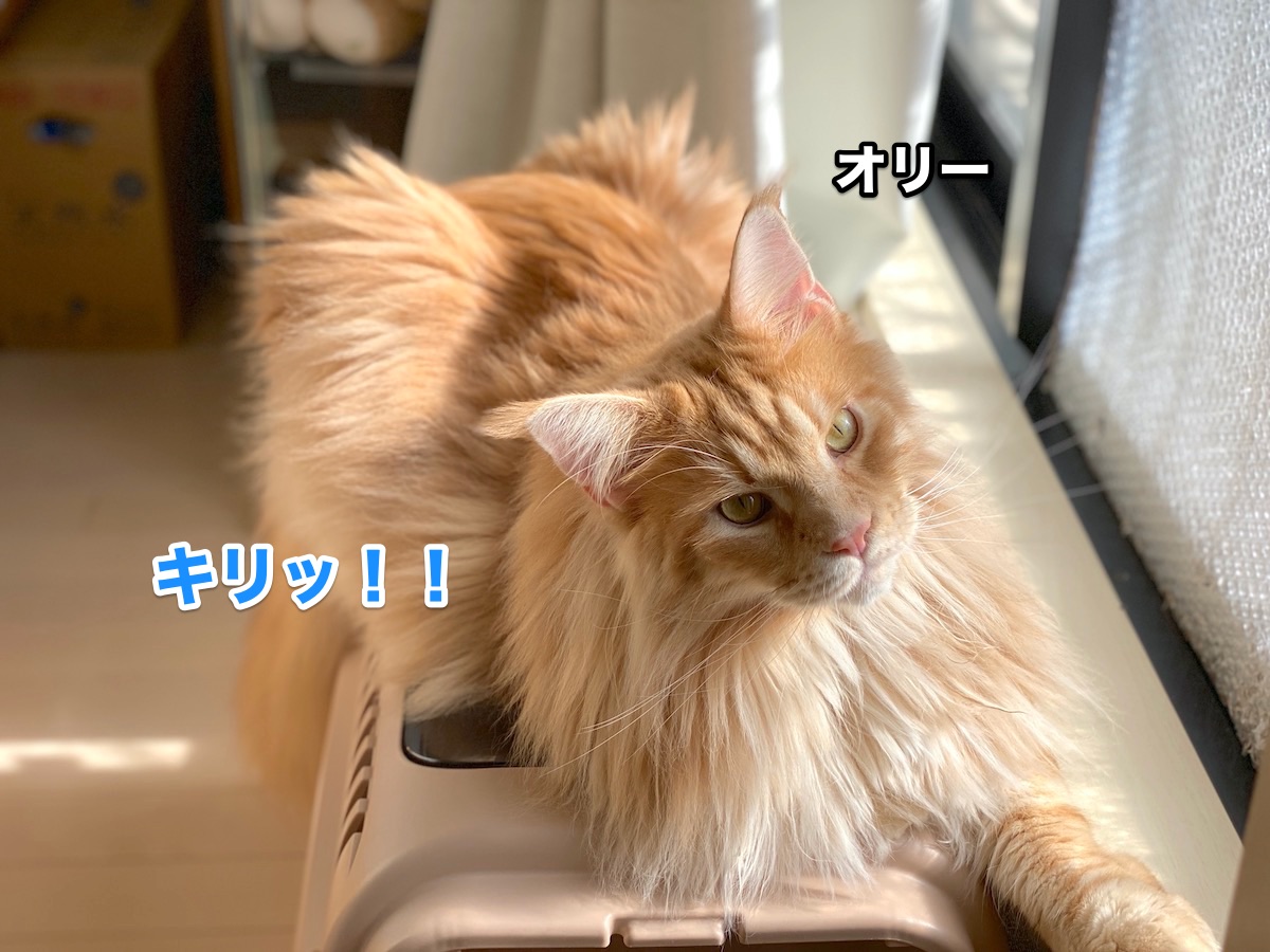f:id:chikojirou:20200911205321j:plain f:id:chikojirou:20200911205321j:plain