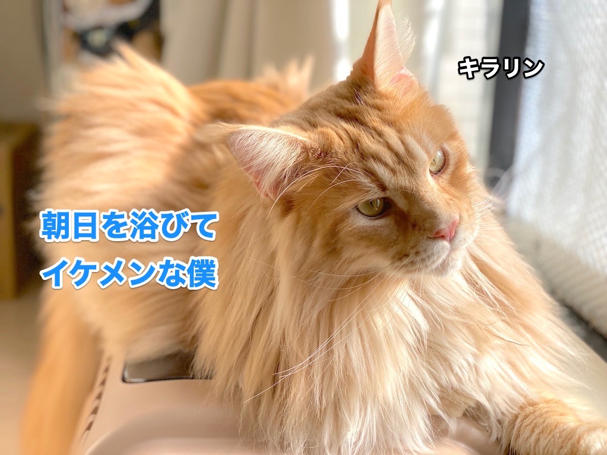 f:id:chikojirou:20200911205327j:plain f:id:chikojirou:20200911205327j:plain