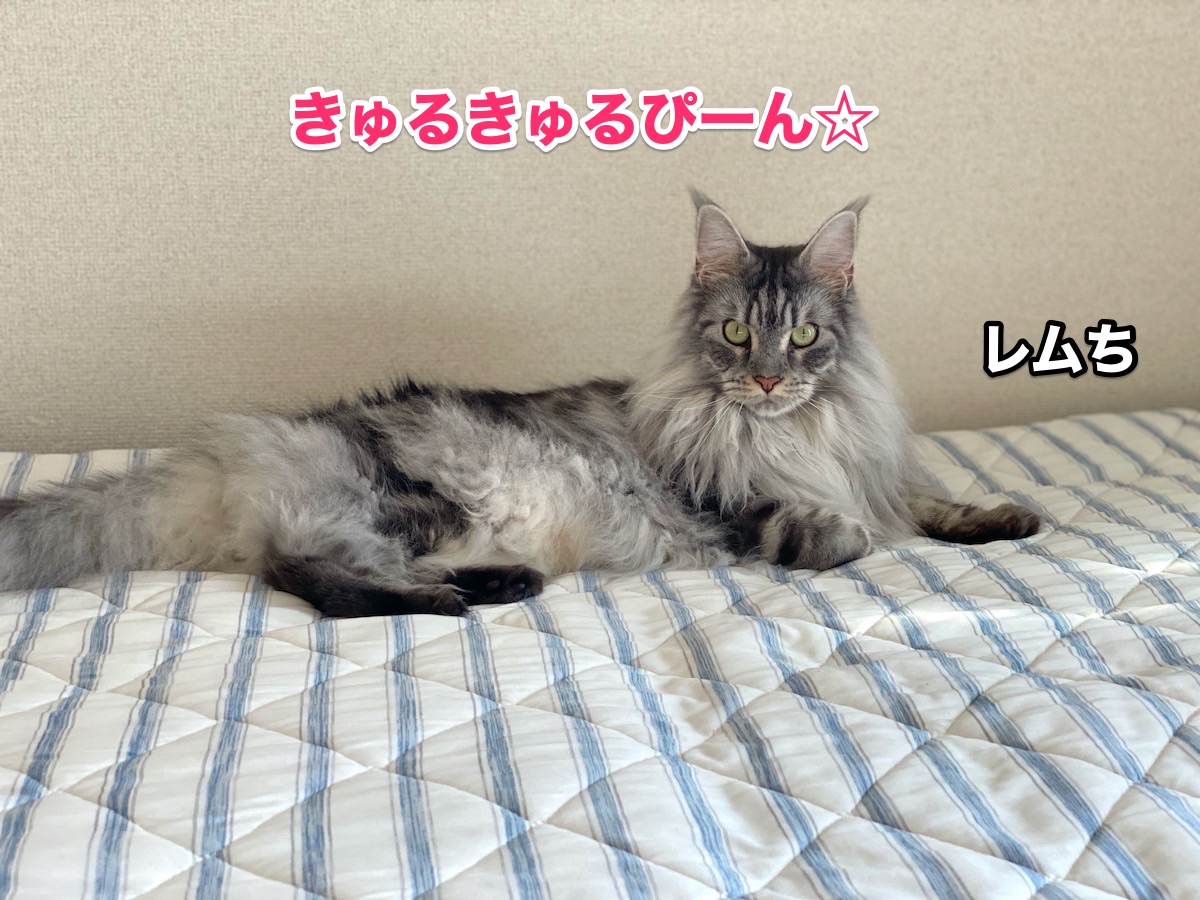 f:id:chikojirou:20200911205334j:plain f:id:chikojirou:20200911205334j:plain