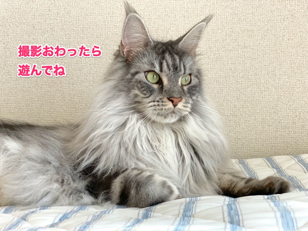 f:id:chikojirou:20200911205338j:plain f:id:chikojirou:20200911205338j:plain