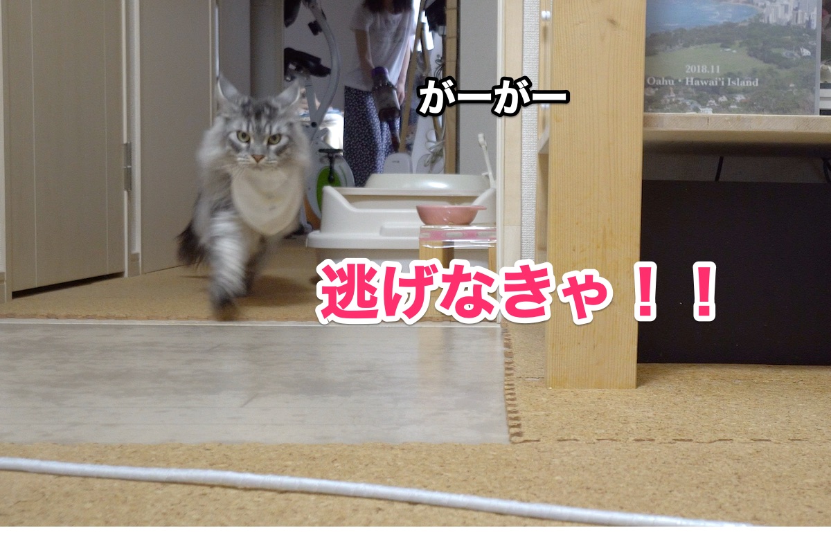 f:id:chikojirou:20200911205350j:plain f:id:chikojirou:20200911205350j:plain