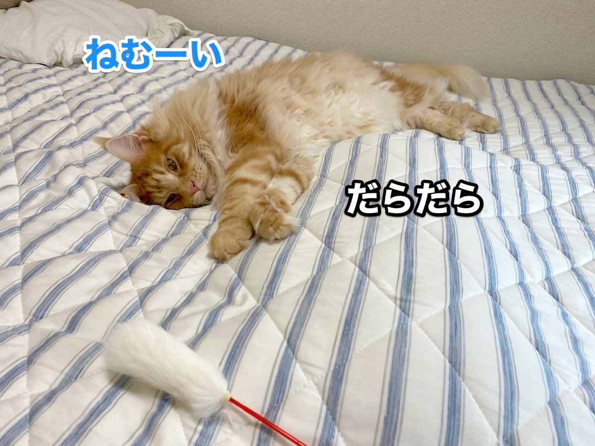 f:id:chikojirou:20200911205353j:plain f:id:chikojirou:20200911205353j:plain