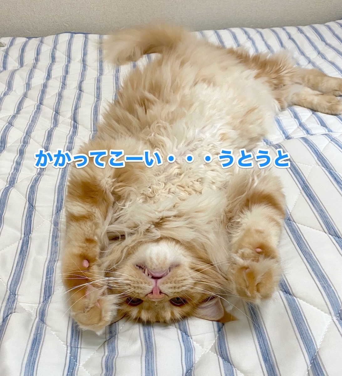 f:id:chikojirou:20200911205357j:plain f:id:chikojirou:20200911205357j:plain