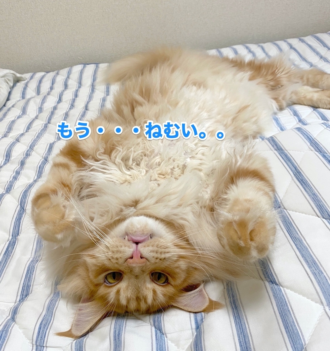f:id:chikojirou:20200911205401j:plain f:id:chikojirou:20200911205401j:plain
