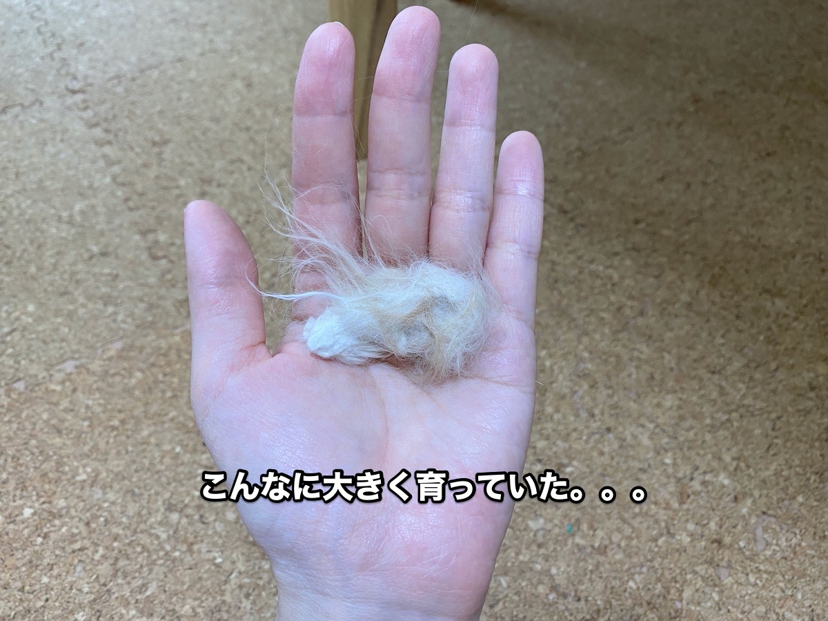 f:id:chikojirou:20200913205432j:plain f:id:chikojirou:20200913205432j:plain