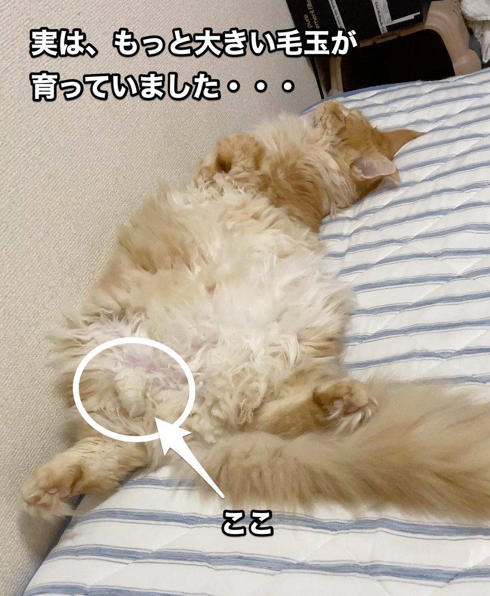 f:id:chikojirou:20200913205442j:plain f:id:chikojirou:20200913205442j:plain