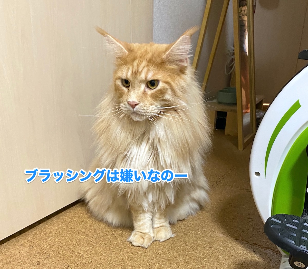 f:id:chikojirou:20200913205457j:plain f:id:chikojirou:20200913205457j:plain