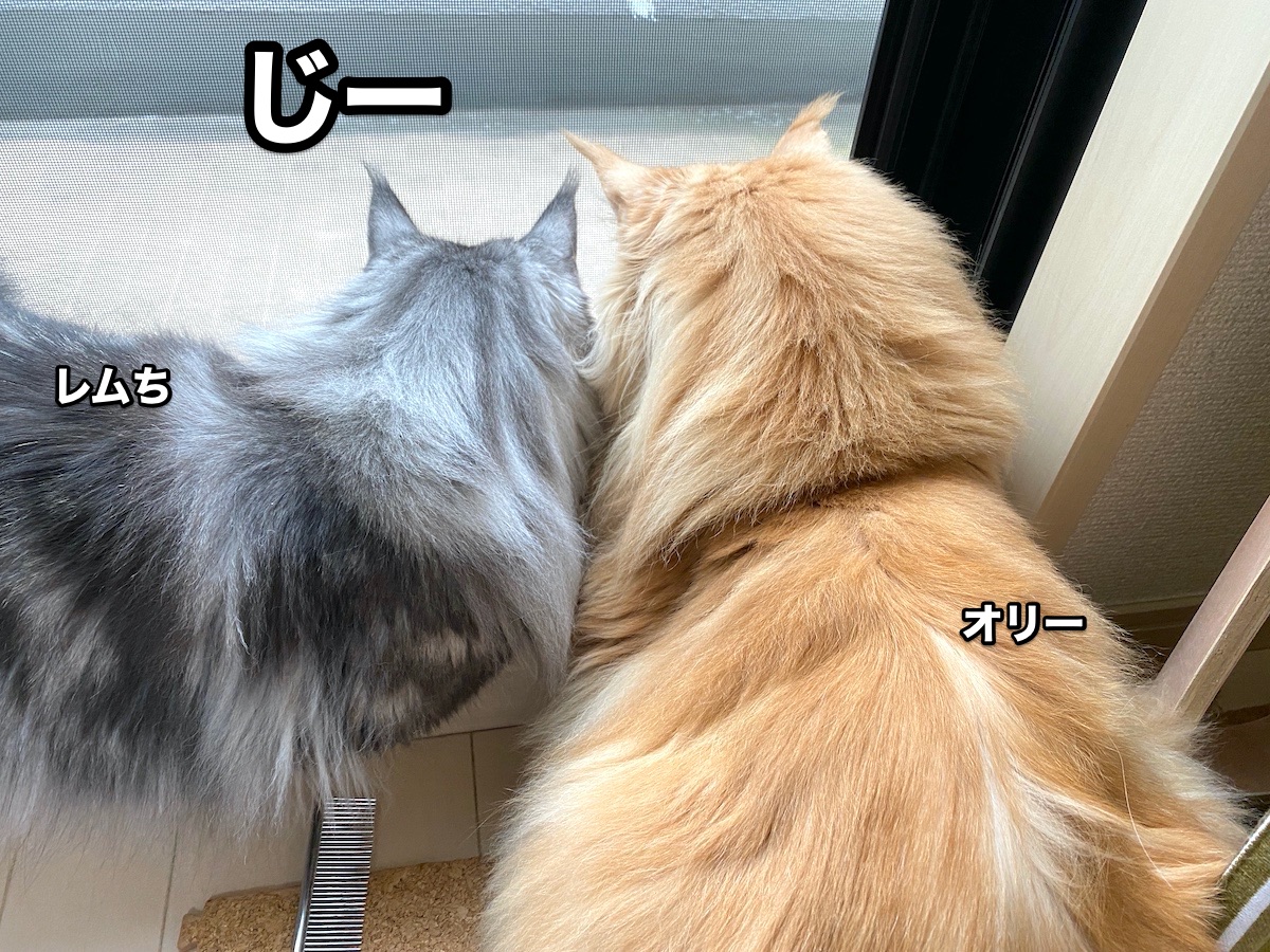 かわいい頭 究極のイカ耳 メインクーンのオリーとレムち かわいい頭 究極のイカ耳 メインクーンのオリーとレムち