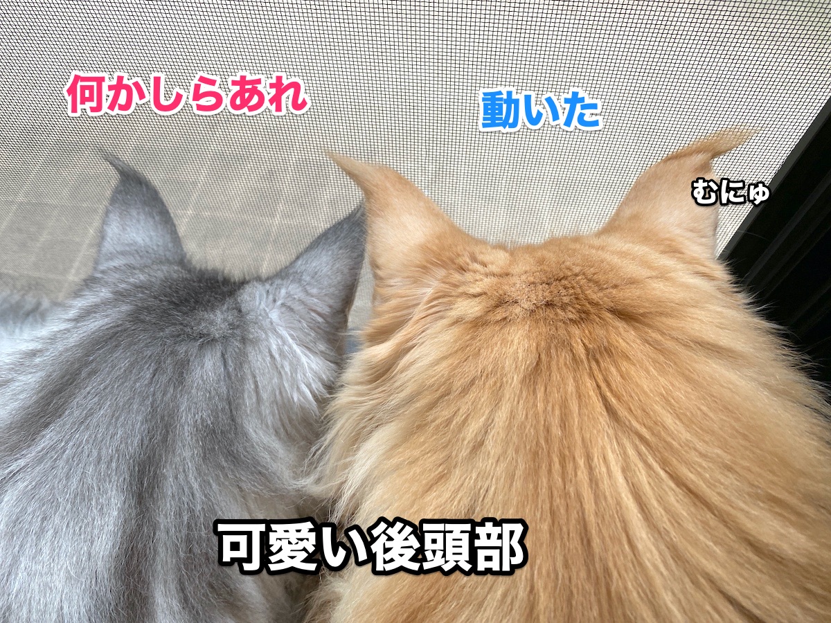 f:id:chikojirou:20200916202414j:plain