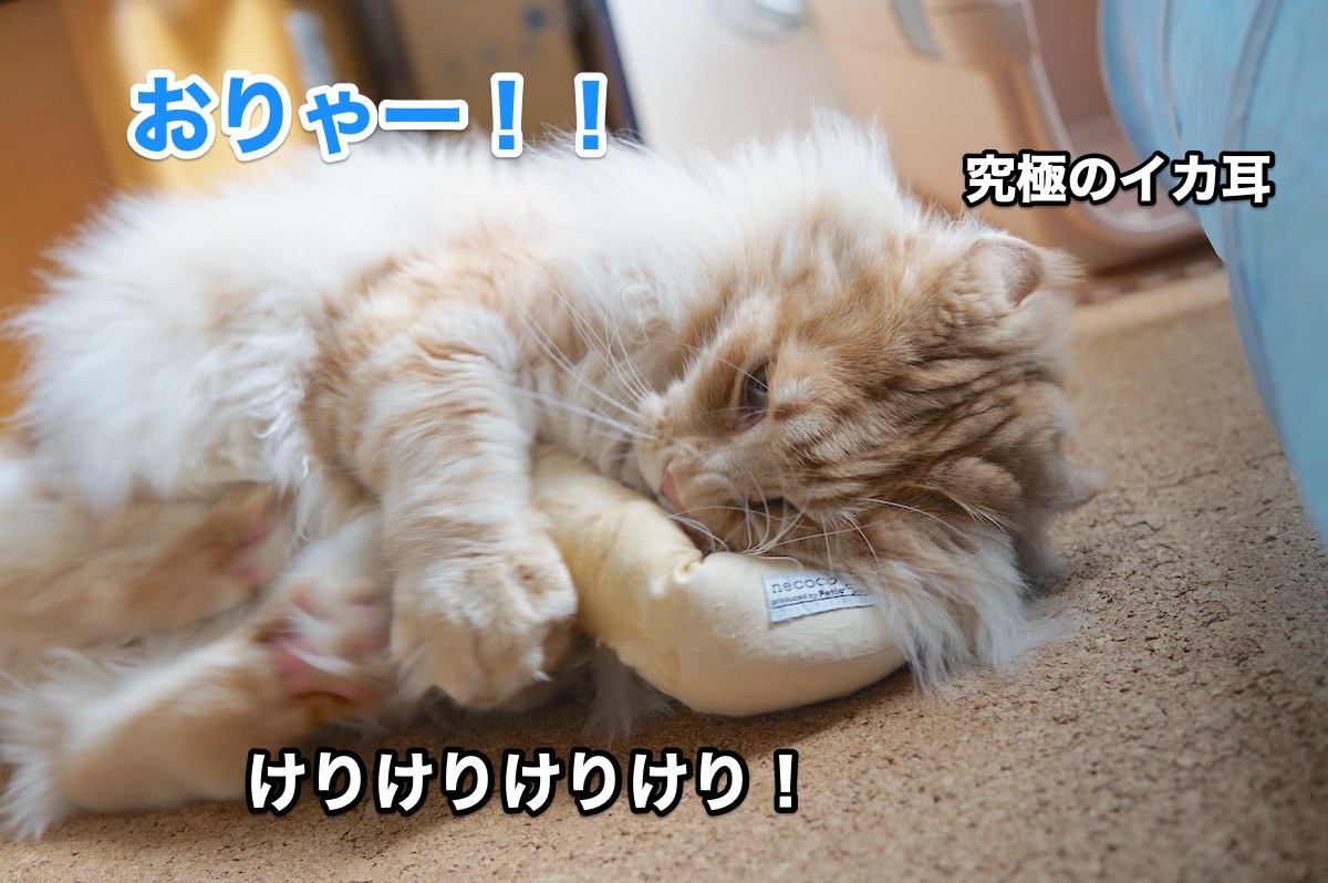 かわいい頭 究極のイカ耳 メインクーンのオリーとレムち かわいい頭 究極のイカ耳 メインクーンのオリーとレムち