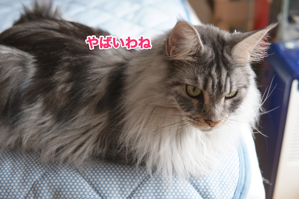 f:id:chikojirou:20200916202434j:plain