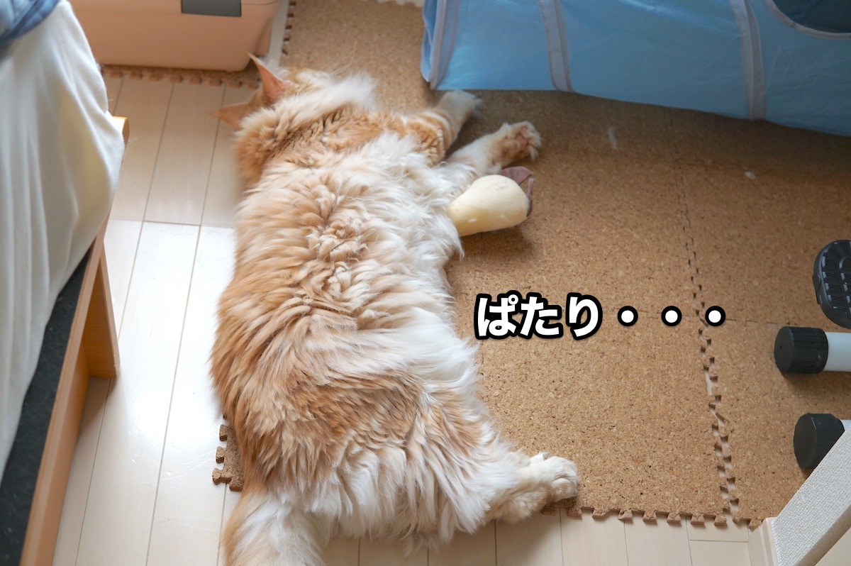 f:id:chikojirou:20200916202437j:plain
