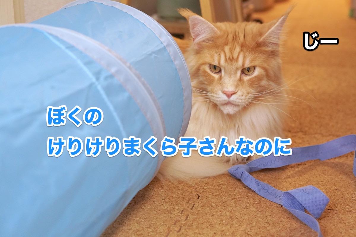 f:id:chikojirou:20200916202451j:plain