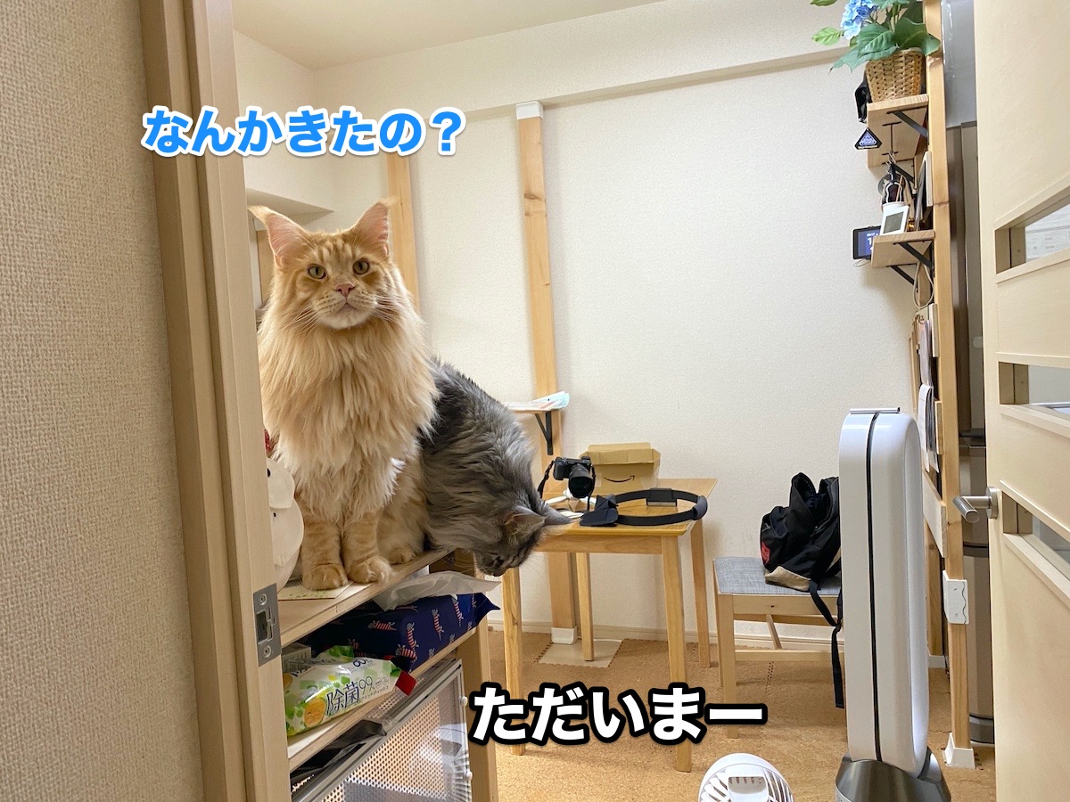 f:id:chikojirou:20200917201931j:plain
