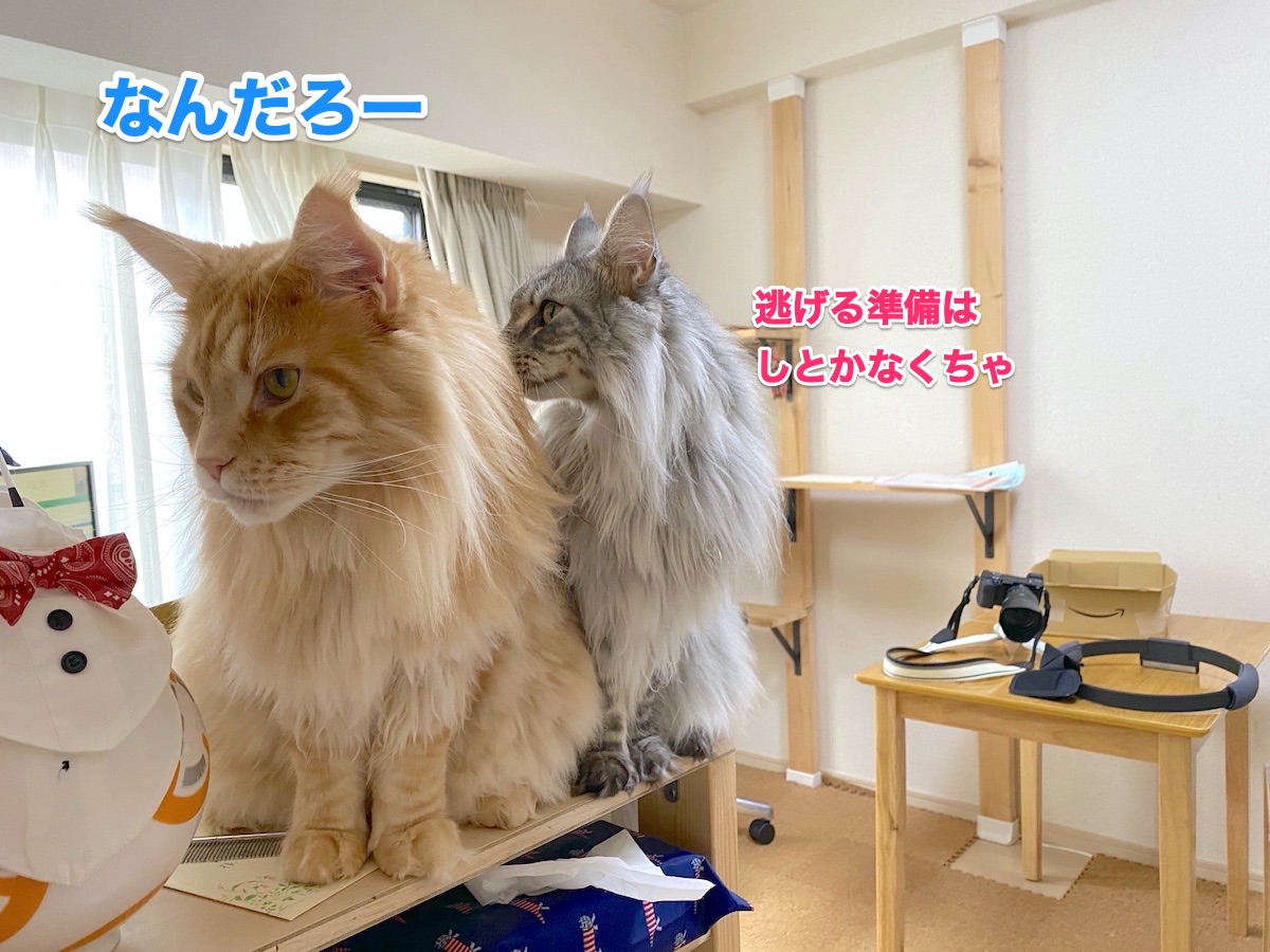 f:id:chikojirou:20200917201935j:plain